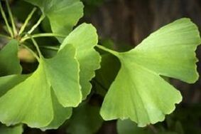 Foglie di Ginkgo Biloba per la crescita del pene