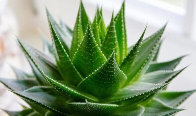 L'uso di aloe per aumentare il membro