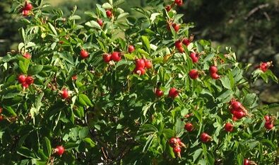 Rose Hip per aumentare il pene